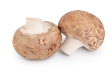 Royal Brown şampiyonu kırpma yolu ve tam derinlik alan ile beyaz arkaplanda izole