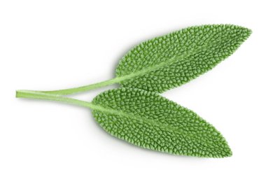 Beyaz arka planda izole edilmiş taze adaçayı otu kırpma yolu ve tam derinlik, Üst Manzara. Düz yatıyordu