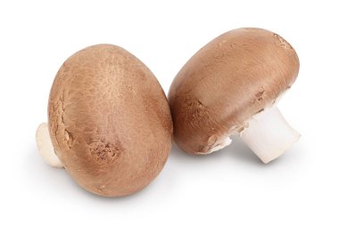 Royal Brown şampiyonu kırpma yolu ve tam derinlik alan ile beyaz arkaplanda izole