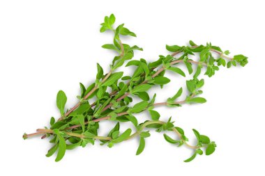 Oregano ya da marjoram yaprakları beyaz arka planda izole edilmiş kesme yolu ve tam derinlikte. Üst Manzara. Düz yatıyordu