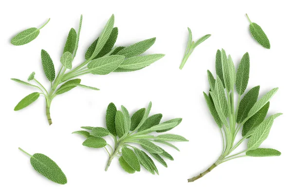 Fresh sage herb isolated on white background with clipping path and full depth of field, Top view. Flat lay — Stock Photo, Image