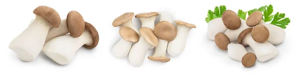 King Oyster mushroom or Eringi isolated on white background . Set or collection — Stock Photo, Image