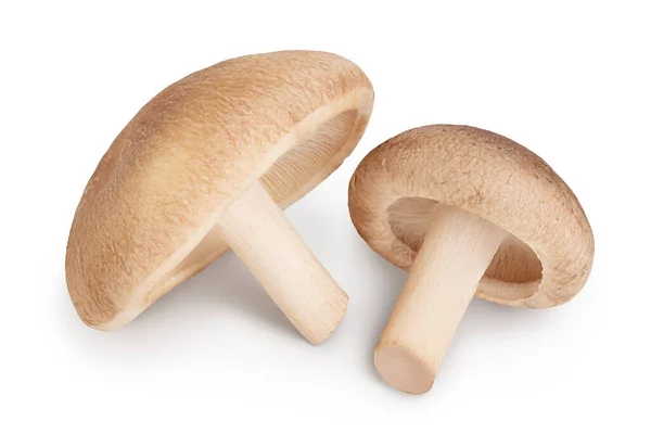 Champignon Shiitake frais isolé sur fond blanc avec chemin de coupe et pleine profondeur de champ. — Photo