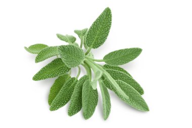 beyaz arka planda izole edilmiş taze adaçayı otu kırpma yolu ve tam derinlik