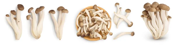 Champignons de hêtre brun ou champignon Shimeji isolé sur fond blanc. Set ou collection — Photo