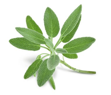 beyaz arka planda izole edilmiş taze adaçayı otu kırpma yolu ve tam derinlik