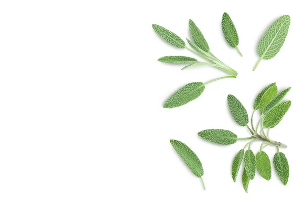 Fresh sage herb isolated on white background with clipping path and full depth of field, Top view with copy space for your text. Flat lay — Stock Photo, Image