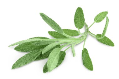 beyaz arka planda izole edilmiş taze adaçayı otu kırpma yolu ve tam derinlik