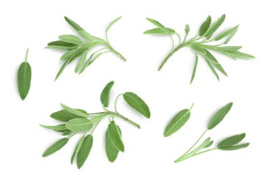 Beyaz arka planda izole edilmiş taze adaçayı otu kırpma yolu ve tam derinlik, Üst Manzara. Düz yatıyordu