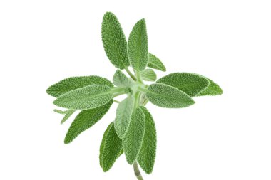 beyaz arka planda izole edilmiş taze adaçayı otu kırpma yolu ve tam derinlik