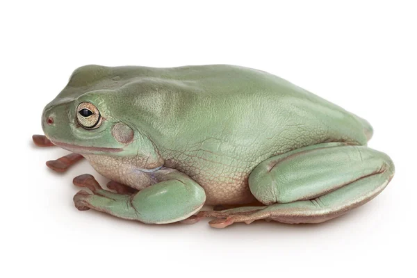 O sapo árvore verde australiano isolado no fundo branco com caminho de recorte e profundidade total de campo — Fotografia de Stock