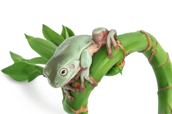 O sapo árvore verde australiano isolado no fundo branco com caminho de recorte e profundidade total de campo — Fotografia de Stock