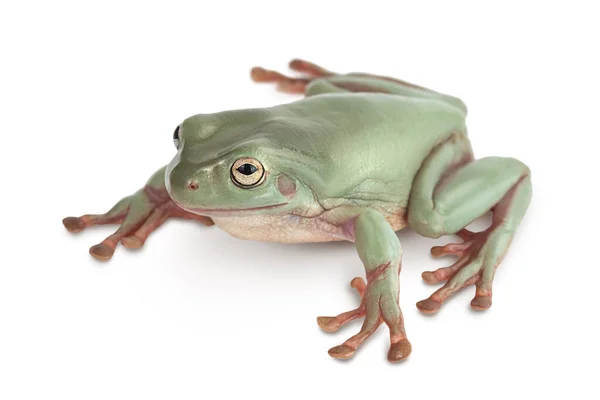 O sapo árvore verde australiano isolado no fundo branco com caminho de recorte e profundidade total de campo — Fotografia de Stock