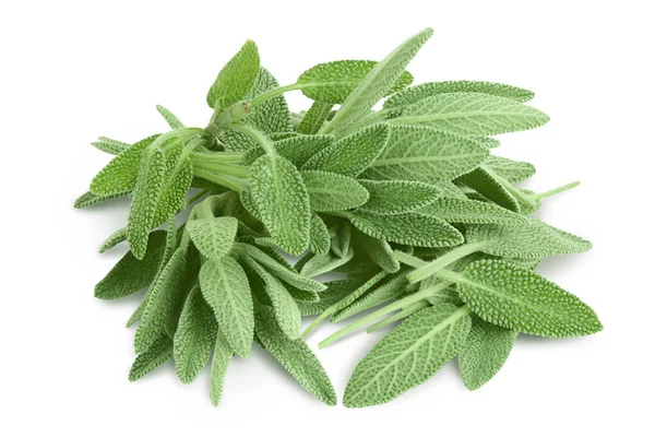 Fresh sage herb isolated on white background with clipping path and full depth of field — Stock Photo, Image