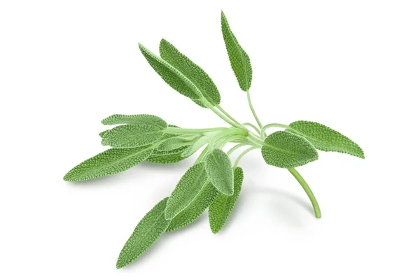 Fresh sage herb isolated on white background with clipping path and full depth of field — Stock Photo, Image