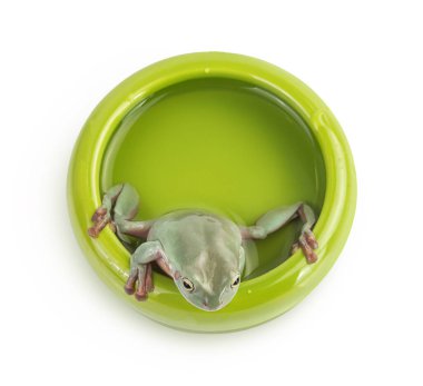 The Australian green tree frog in bowl with water isolated on white background with clipping path and full depth of field. Top view. Flat lay clipart