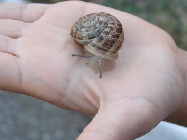 Schnecke zur Hand — Stockfoto