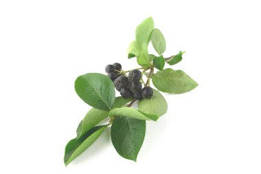Siyah chokeberry - aronia 