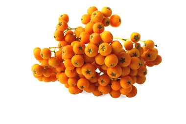 demet kırmızı rowan