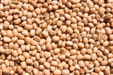 soya fasulyesi desen