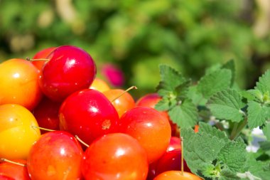 Farklı kırmızı meyve çeşitli: kiraz-Erik