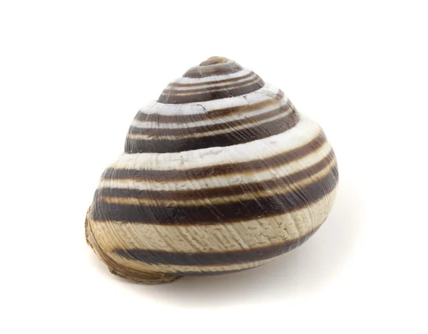 孤立的蜗牛壳 — 图库照片