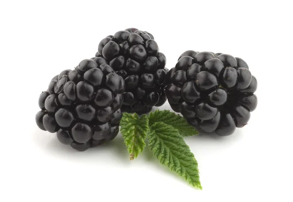 Blackberry с листьями — стоковое фото
