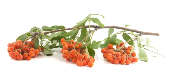 Bunch of red rowan — Stock Photo, Image