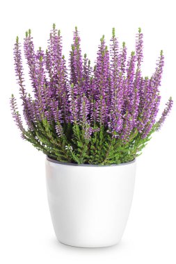 Beyaz arka planda izole bir tencerede çiçek açan fundalık çiçekleri. Çiçek açan bitkilerin çalısı.