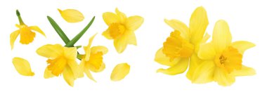 Nergis çiçeği ya da narsisus beyaz arka planda tam derinlikte izole edilmiş. Üst Manzara. Düz yatıyordu.