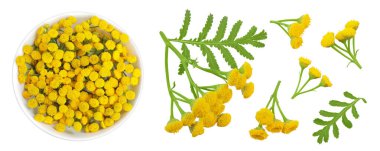 Beyaz arka planda izole edilmiş seramik kasedeki Tansy çiçeği ya da Tanasetum vulgare. Üst Manzara. Düz yatıyordu