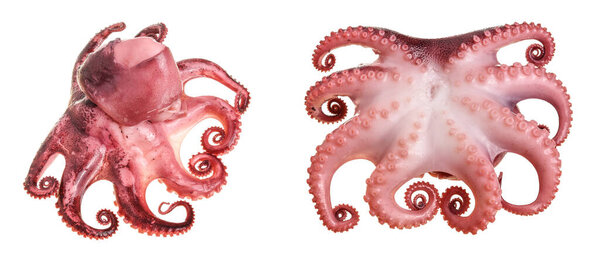 Small octopus isolated on white background. Close up.