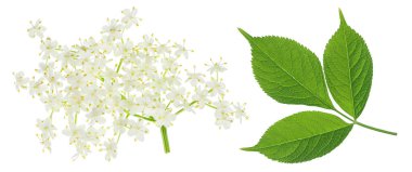 Mürver çiçeği ya da Sambucus zencisi beyaz arka planda izole edilmiş