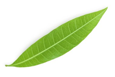 Yeşil mango yaprağı beyaz arka planda izole edilmiş. Üst Manzara. Düz yatıyordu.