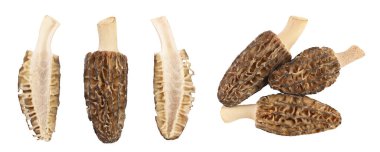 Çiğ morel mantarı beyaz arka planda izole edilmiş, geniş bir alana yayılmış. Üst Manzara. Düz yatıyordu