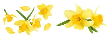 Nergis çiçeği ya da narsisus beyaz arka planda tam derinlikte izole edilmiş. Üst Manzara. Düz yatıyordu.