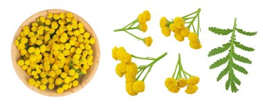 Beyaz arka planda izole edilmiş ahşap bir kasedeki Tansy çiçeği ya da Tanasetum vulgare. Üst Manzara. Düz yatıyordu