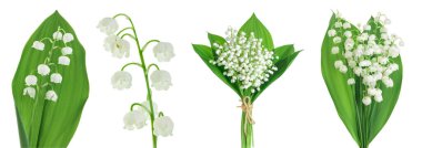 Vadideki Lilly çiçekleri beyaz arka planda izole edilmiş, geniş bir alana yayılmış.,