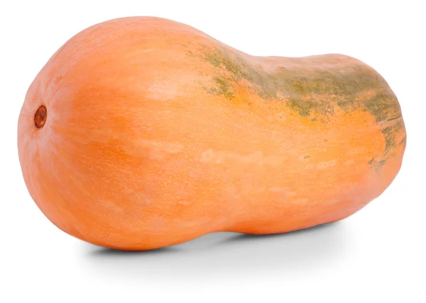 Single pear-shaped pumpkin — Stock Photo, Image