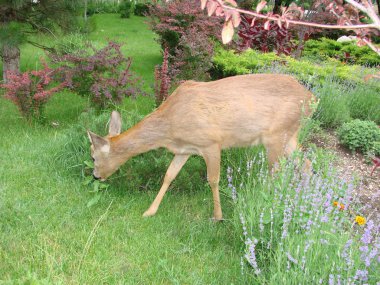 çim döşeme Karaca
