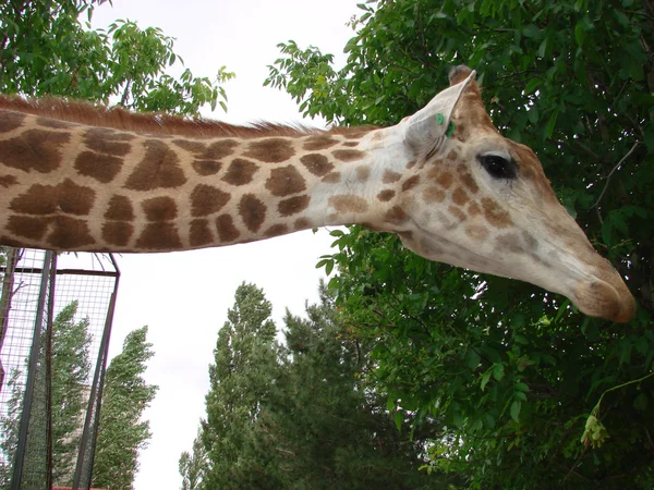 Büyük zürafa boğa — Stok fotoğraf