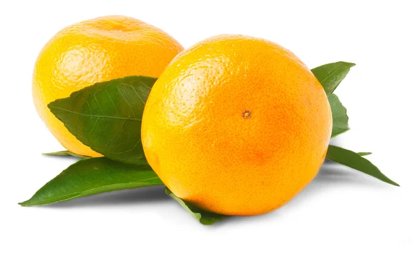 Пара свежих мандаринских апельсинов — стоковое фото