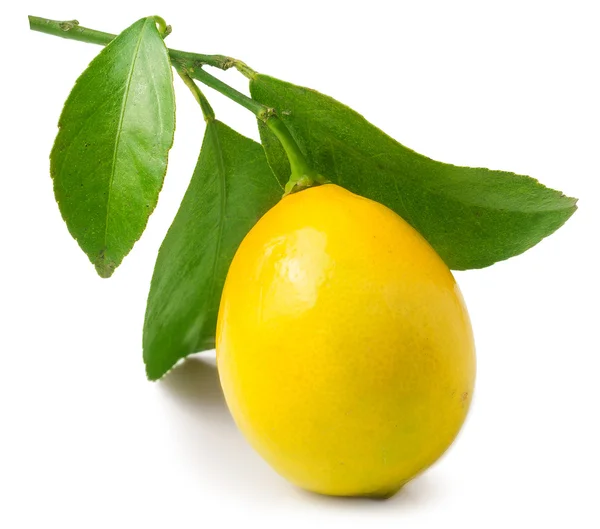 Lemon with leaf isolated on white — Stock Photo, Image