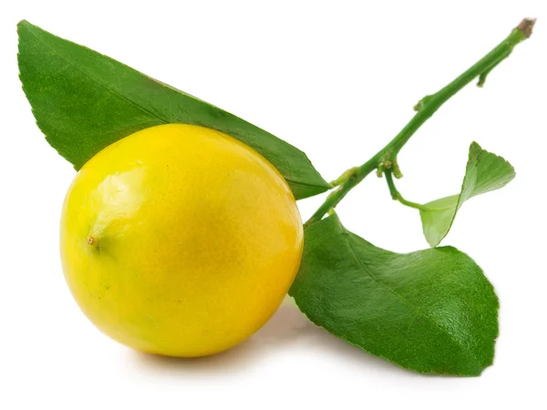 Limón con hoja aislada sobre blanco —  Fotos de Stock