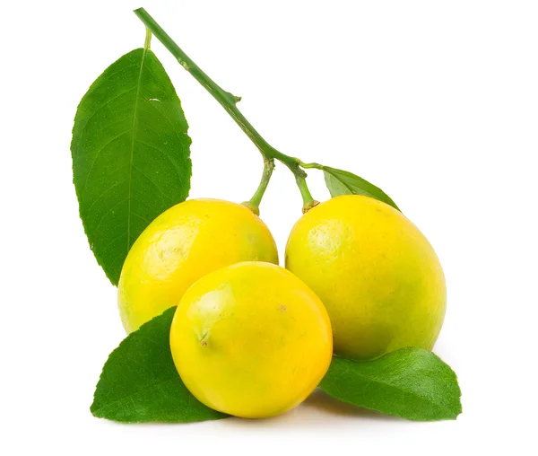 Три лимона на белом фоне изолированы — стоковое фото
