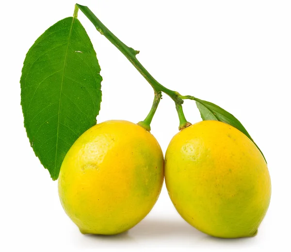 Two lemons with leaf — Φωτογραφία Αρχείου