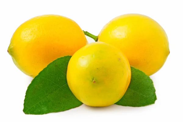 Three lemons on the white background isolated — Stock Photo, Image