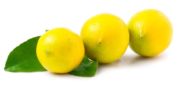 Tre limoni bagnati su sfondo bianco — Foto Stock