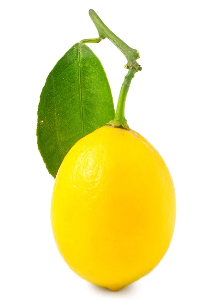 Een citroen geïsoleerd op wit — Stockfoto