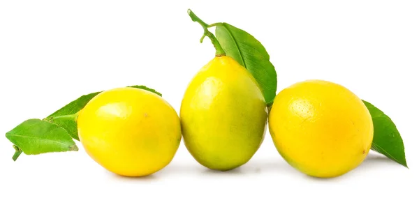 Tres limones sobre un fondo blanco — Foto de Stock